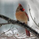 female-cardinal-BethKazlauskas